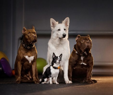 Verschiedene Hunderassen im Spotlight, inwiefern ist Persönlichkeit abhängig von der Rasse?