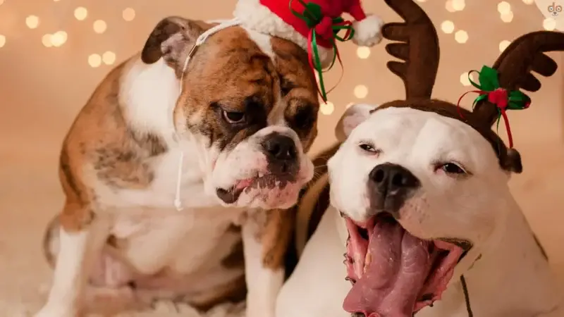 Stressreduzierung für Mensch und Hund während der Feiertage