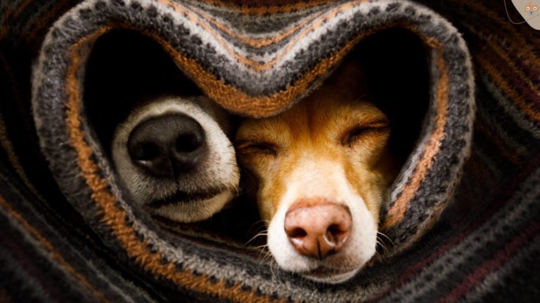 zwei-hunde-unter-decke