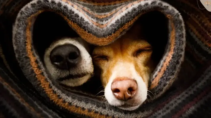 Die psychische Gesundheit des Hundes im Winter