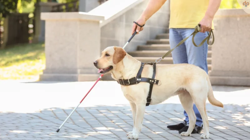 Assistenzhunde auf lebensverändernder Mission