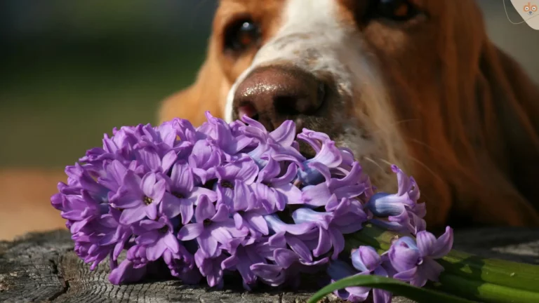 Hyazinthen und Hund