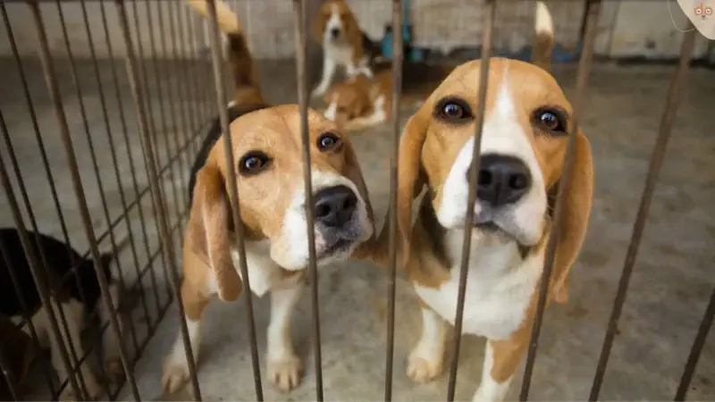 Hunde im Labor – Ein kritischer Blick auf Tierversuche
