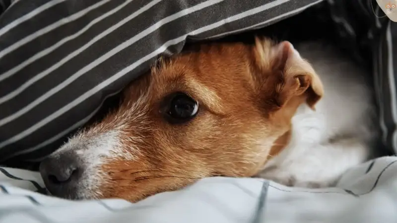 Wenn der beste Freund morgens leidet: Ursachen, Symptome und Tipps bei Morgenübelkeit