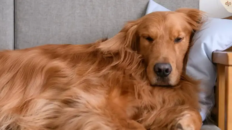 Hundebett oder Sofa? Eine Entscheidungshilfe