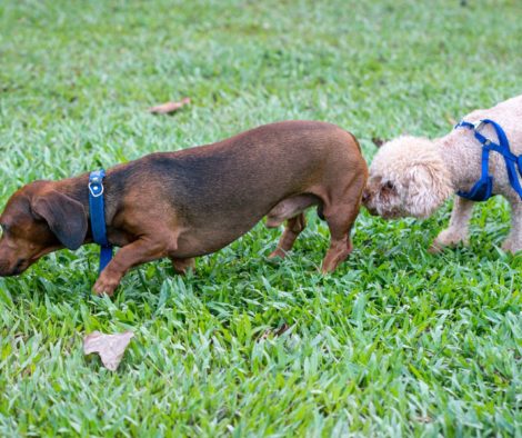 Das Hinternschnüffeln, ein Kommunikationsmittel von Hunden
