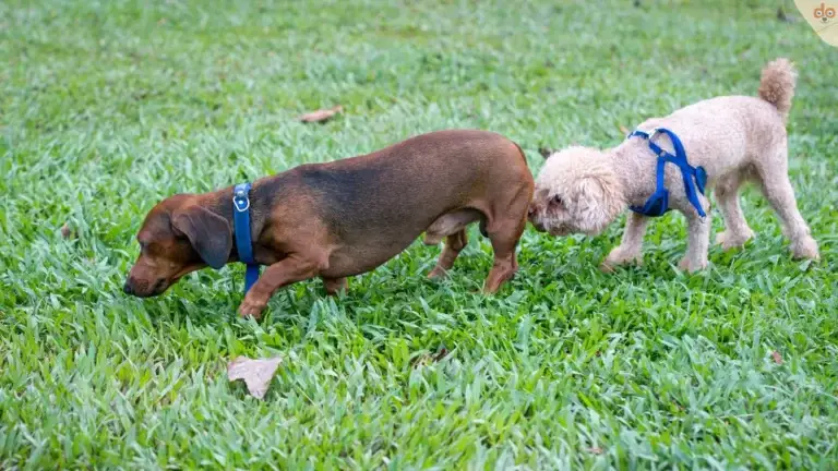 Das Hinternschnüffeln, ein Kommunikationsmittel von Hunden