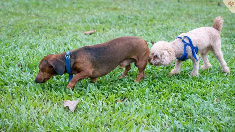 Wieso schnüffeln Hunde zwischen den Beinen?