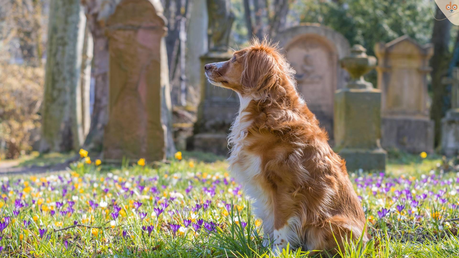 Hund im Frühling auf Friedhof