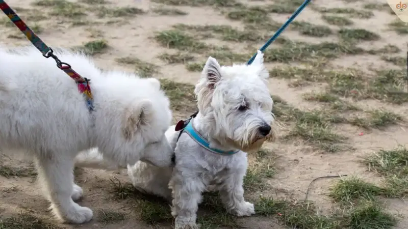 Muss ich den Hund bei einer Begrüssung ignorieren?