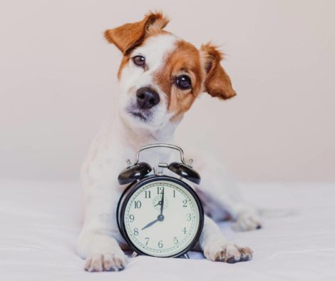 Hund mit Uhr, Zeitgefühl