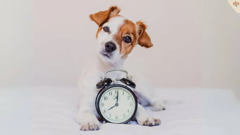 Welches Zeitgefühl haben Hunde?