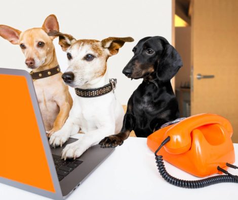Hunde schauen auf Laptop im Büro
