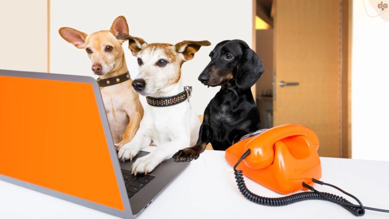 Hunde schauen auf Laptop im Büro