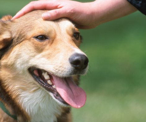 Fremde Hunde streicheln, Zuneigung oder Grenzüberschreitung