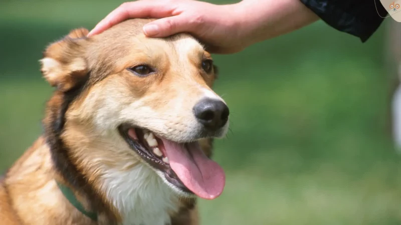 Fremde Hunde streicheln: Ausdruck von Zuneigung oder Grenzüberschreitung?