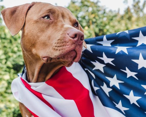 Hundehaltung in den USA
