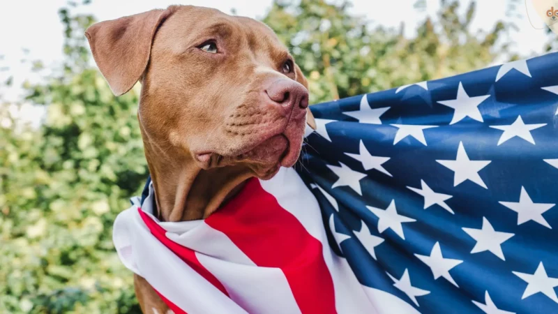 Hundehaltung in den USA, ein anderes Weltbild?