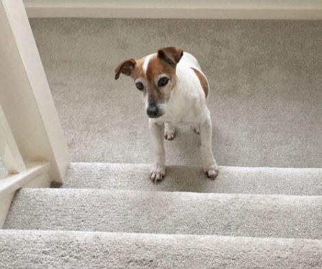 Älterer Jack Russell Terrier erklimmt Treppenstufen, vielleicht braucht er eine Hundetreppe?