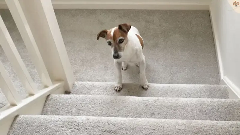 Hundetreppe als Aufstiegshilfe, Luxus oder Notwendigkeit?