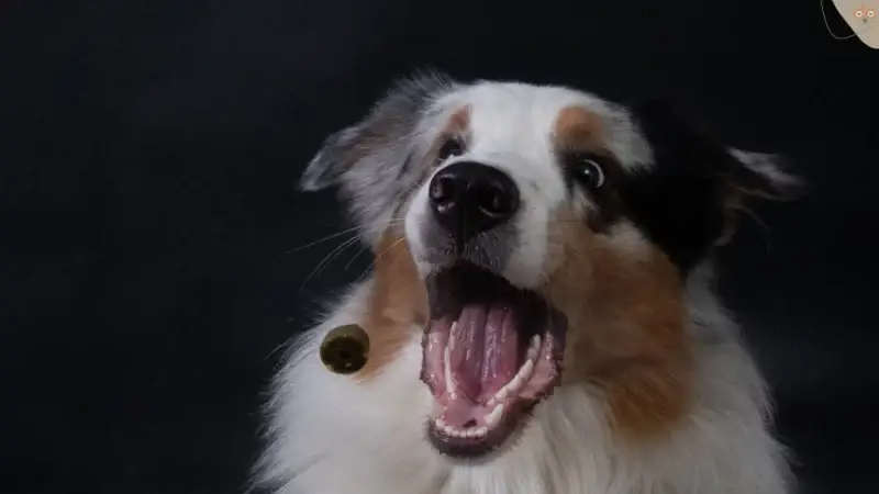 Das perfekte Foto mit deinem Hund