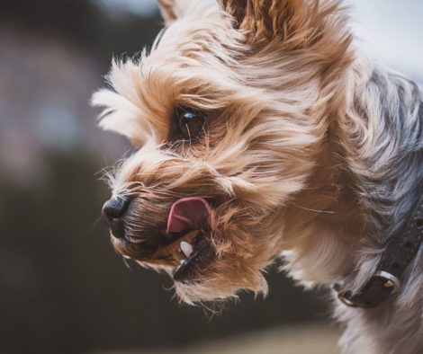 Schluckauf bei Hunden, Nahaufnahme von Hundekopf mit Schnauze und Zunge