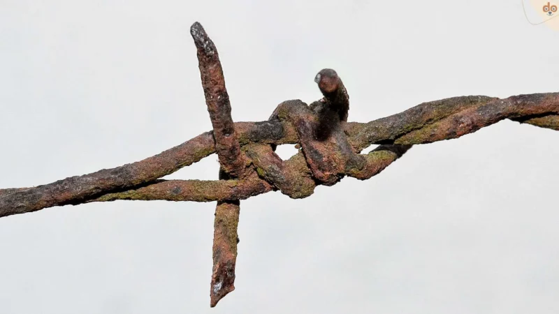 Tetanus bei Hunden: Eine seltene, aber ernste Erkrankung