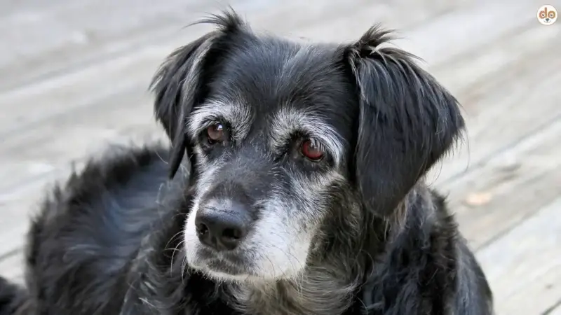 Arthrose, wie kann man sie beim Hund erkennen und behandeln?