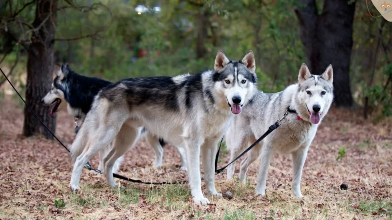 Die Geschichte unserer Hunde, vom Nutztier zum Haustier