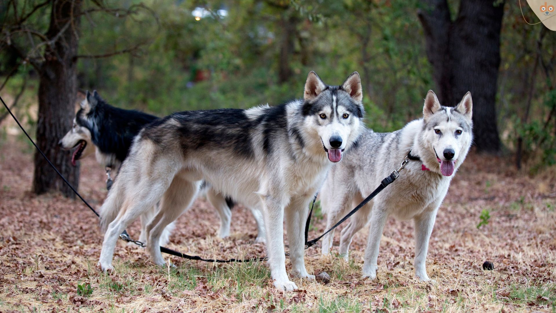 Die Geschichte unserer Hunde, Wolfshunde angeleint im Wald