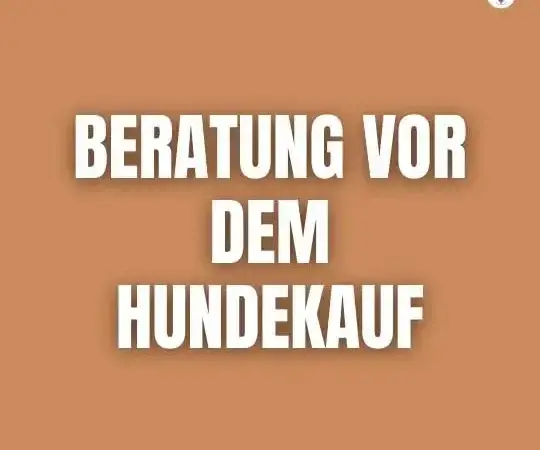 Hundekauf