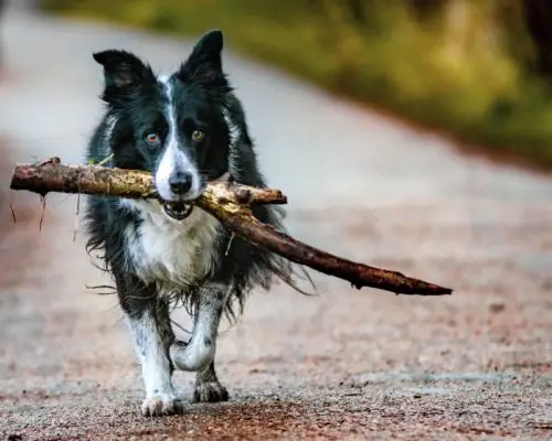 Border Collie trägt Ast, Risiko von Spielen mit Holz