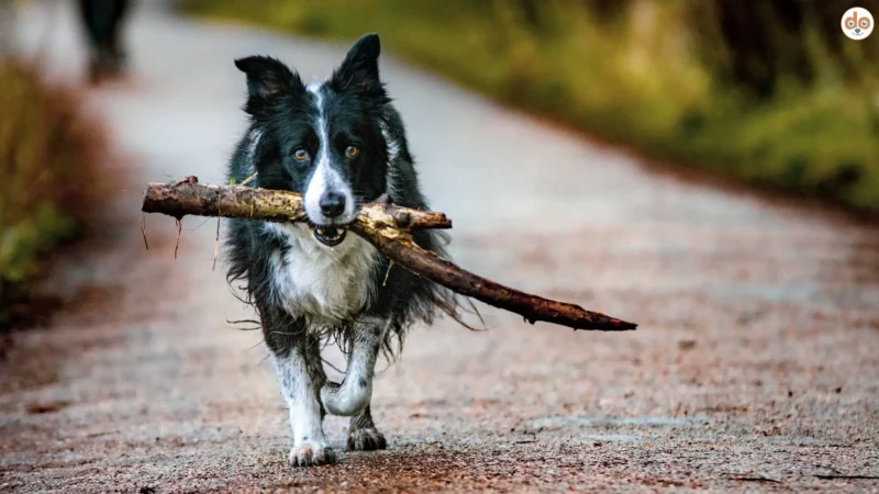 Vorsicht geboten: Die Risiken vom Spielen mit Holz und Ästen für Hunde