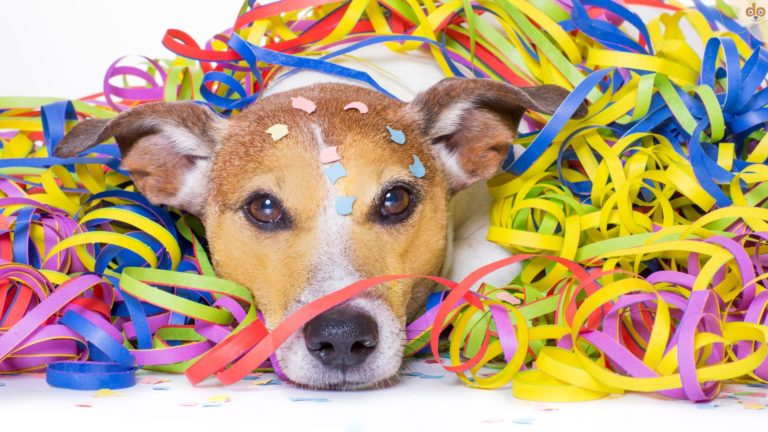 Fasching mit Hund, die Risiken und Alternativen zu Luftschlangen, Konfetti und Co