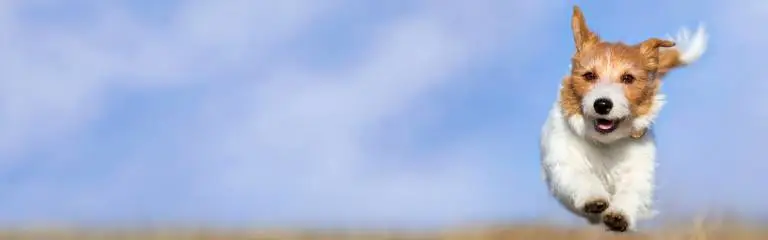 Bewegungsapparat