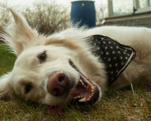 Glücklicher Hund liegt entspannt auf Wiese