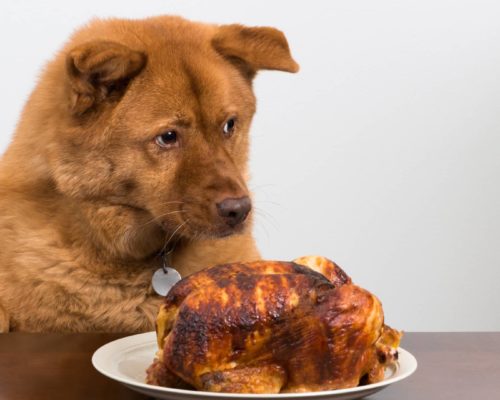 Hund will essen klauen. Hühnchen auf Teller