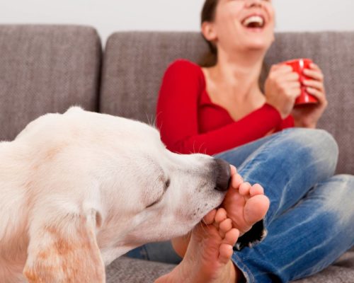 Hund leckt an Füssen von Frau auf Sofa