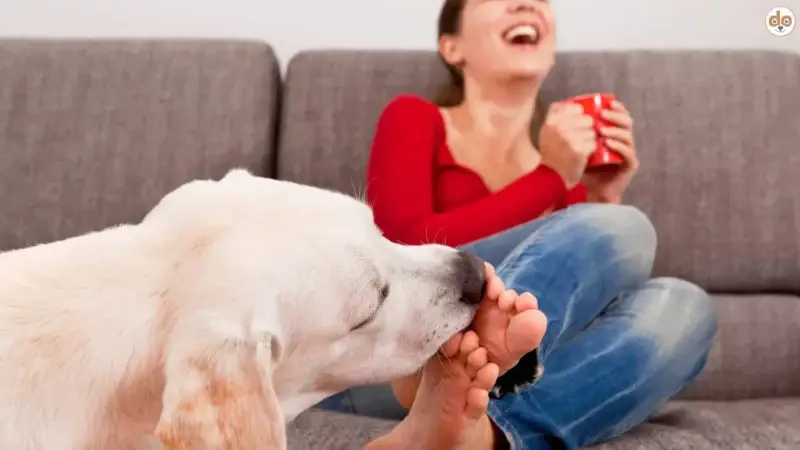 „Schmatz!“: Warum dein Hund dich wirklich ableckt