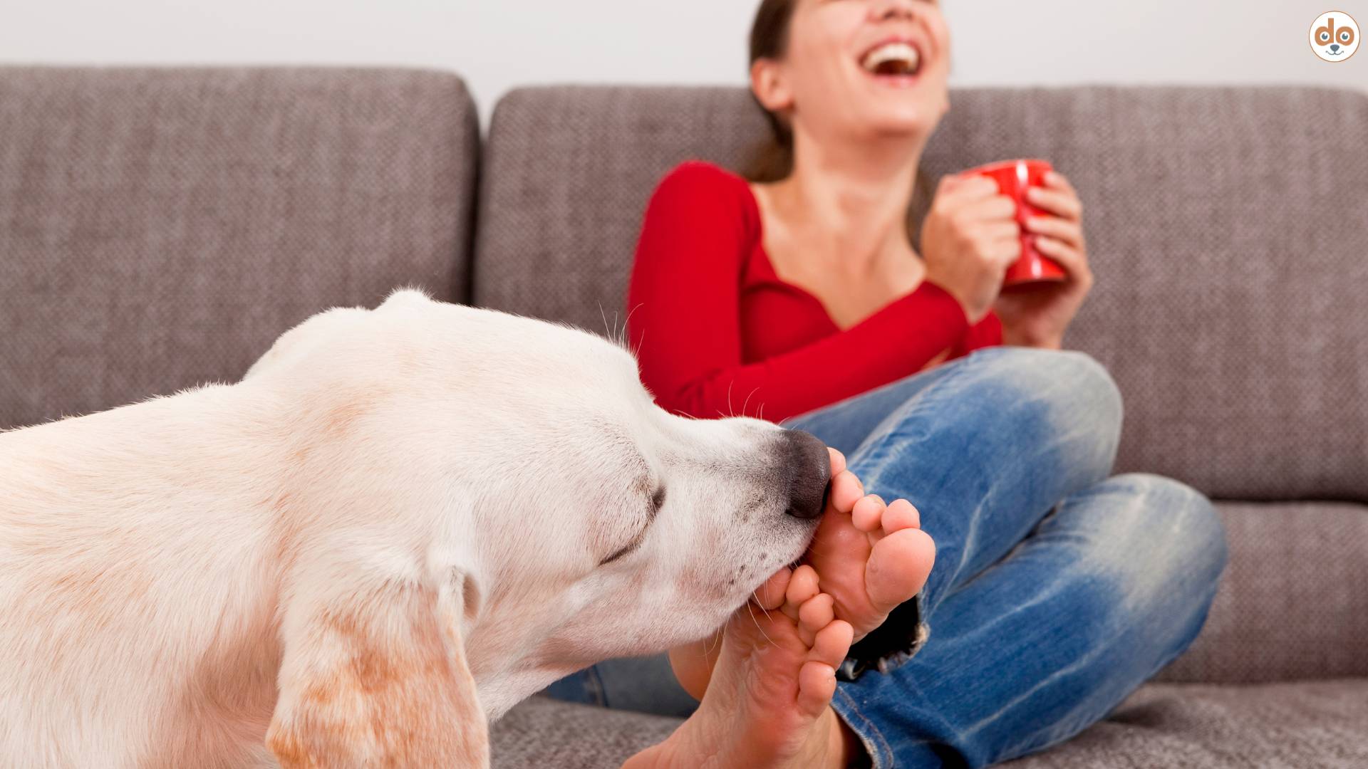 Hund leckt an Füssen von Frau auf Sofa