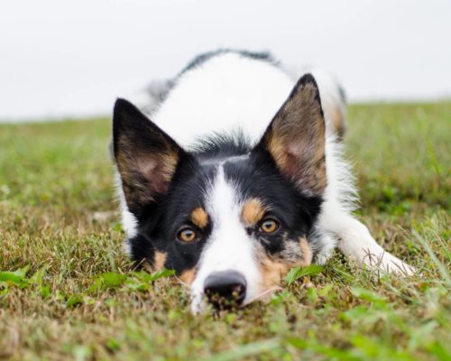 Hund hat sich in Gras gelegt und schaut