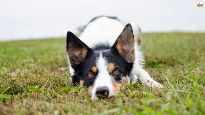 „Platz!“ Aber anders: Warum legen sich Hunde bei Begegnungen hin?
