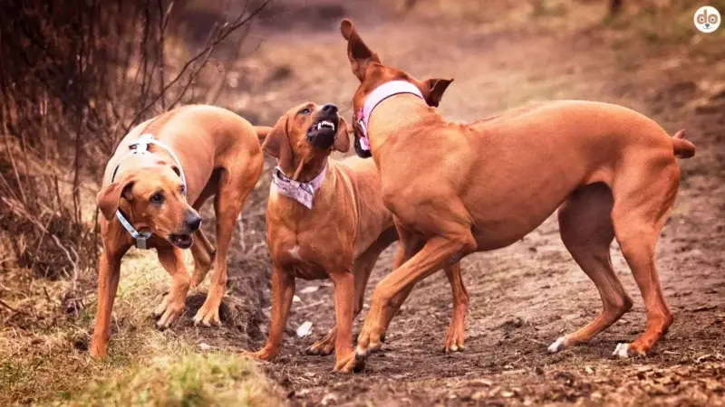 Was tun, wenn dein Hund angegriffen wird?