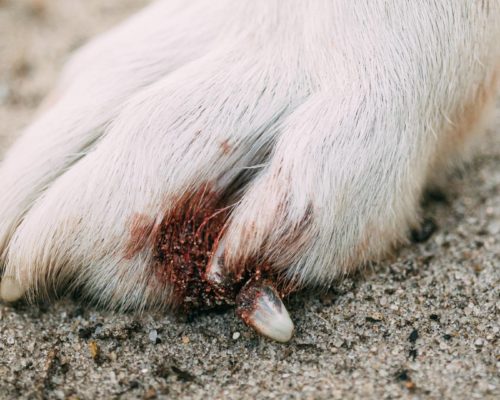 Hundepfote bei der Kralle gerissen ist, stark blutet