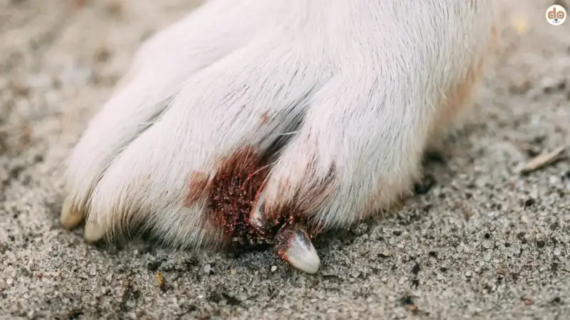 Soforthilfe bei Krallenverletzungen deines Hundes