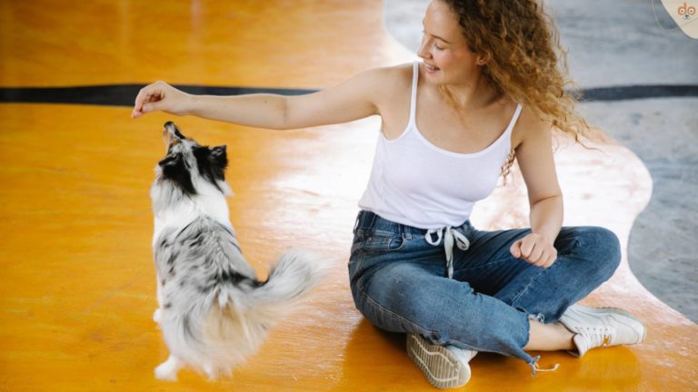 Hundetraining mit Spass