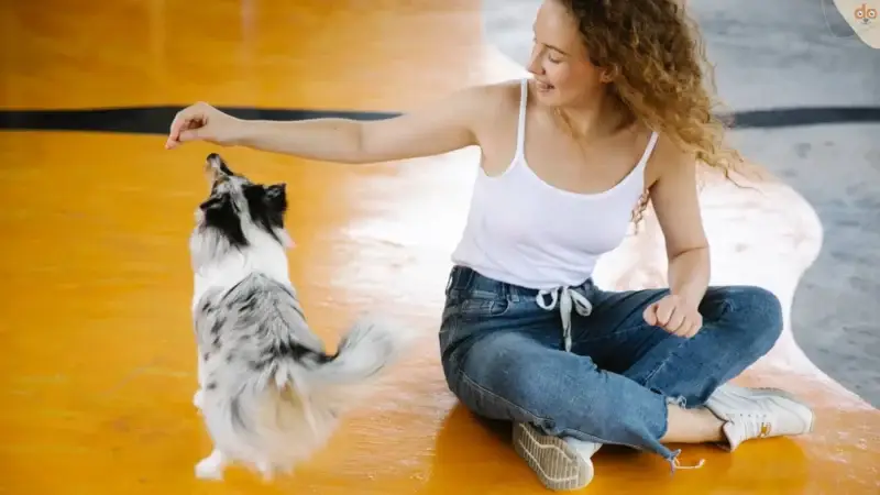 Gewalt im Hundetraining: Ab wann ist es Gewalt?