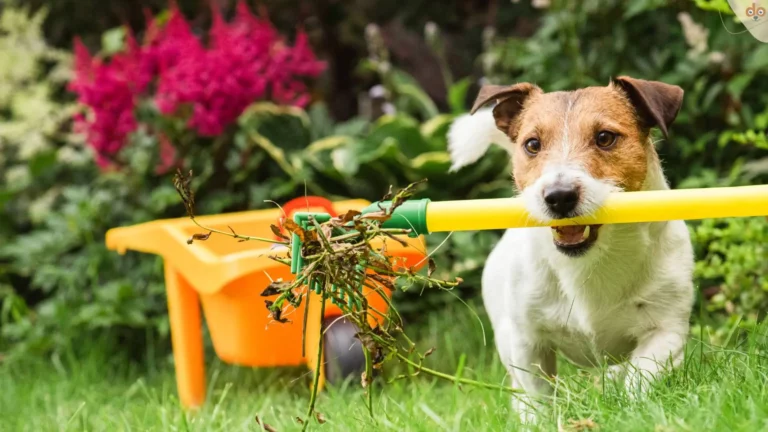 Jack Russel Gartenarbeit im Frühling