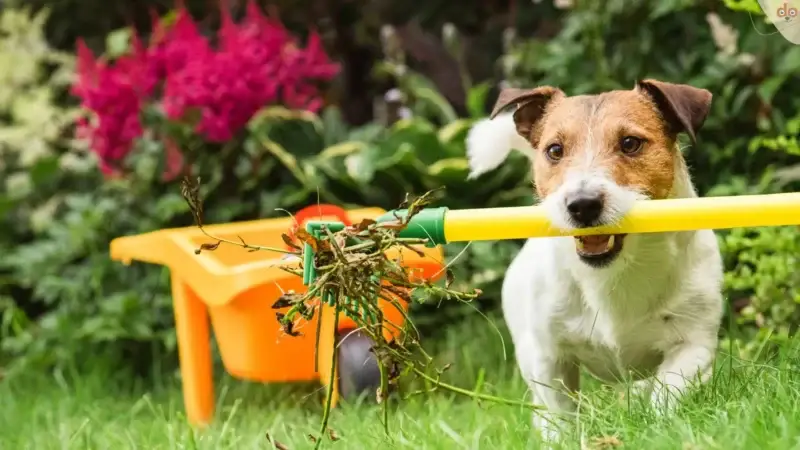 Der Frühling kommt, giftige Pflanzen im Garten