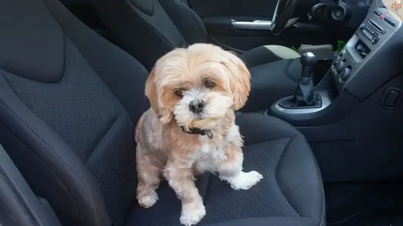 Hundehaare im Auto entfernen, 7 Top Hausmittel